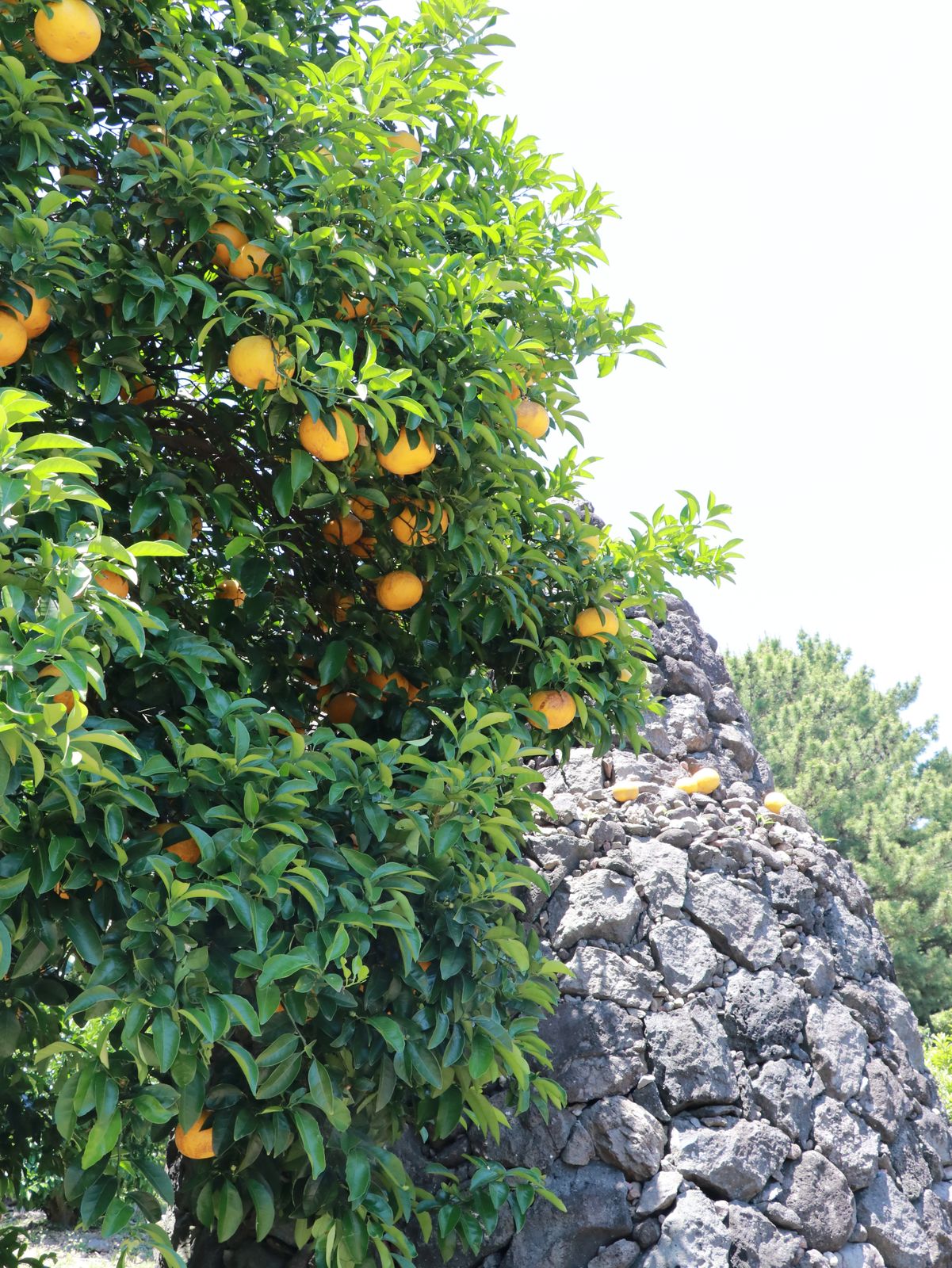 济州岛偶来小路100km 08