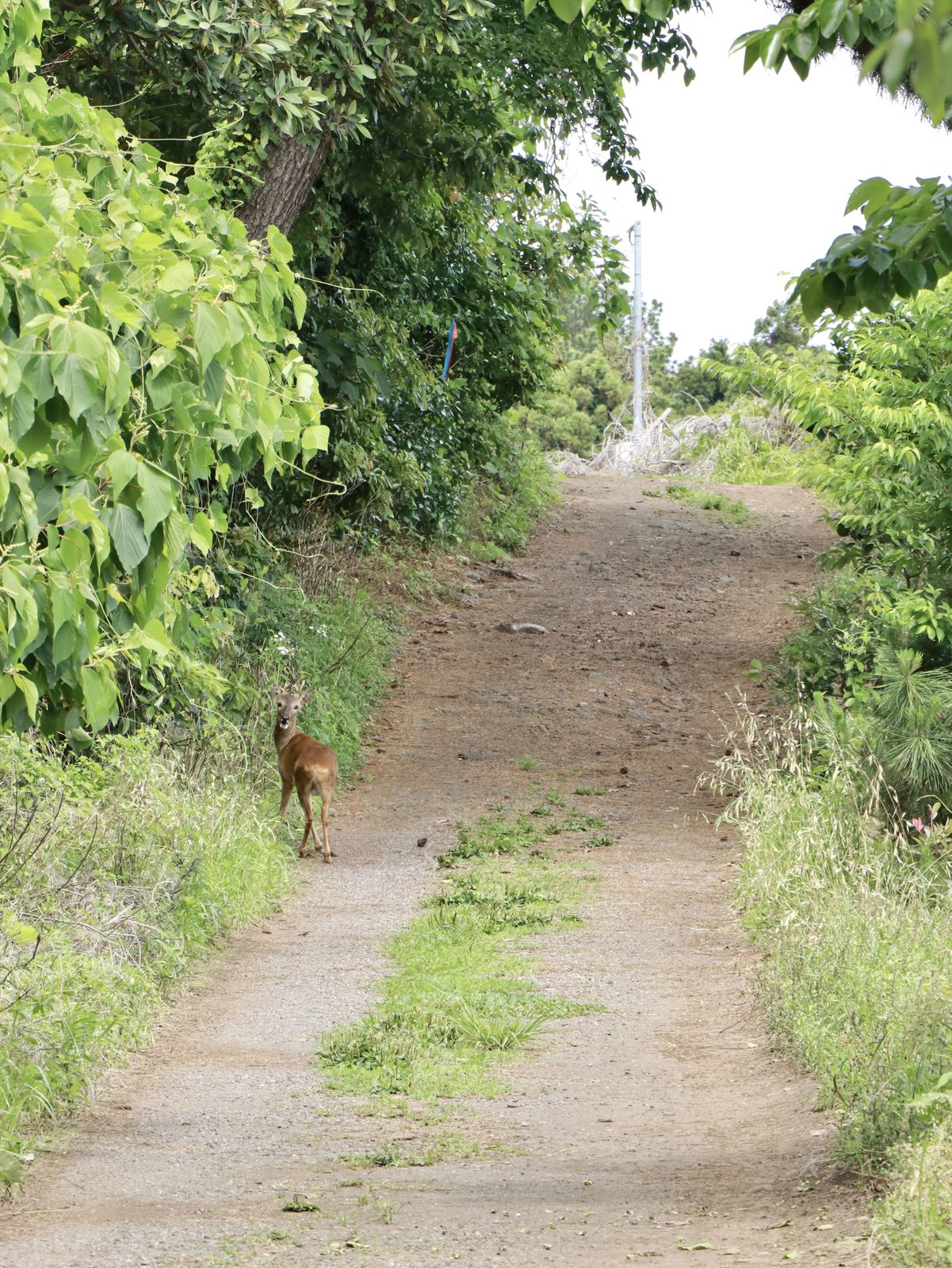 济州岛偶来小路100km 11